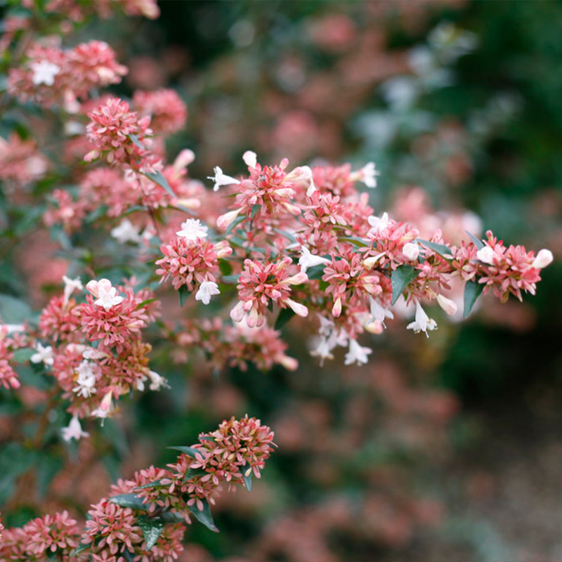 ABELIA 'RUBY ANNIVERSARY' 3G