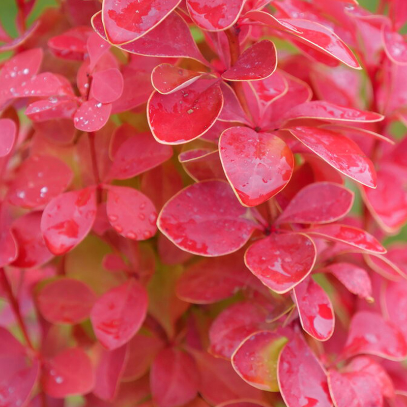 BERB 'SUNJOY ORANGE PILLAR'