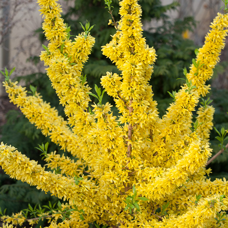 FORSYTHIA 'SHOW OFF' 5G