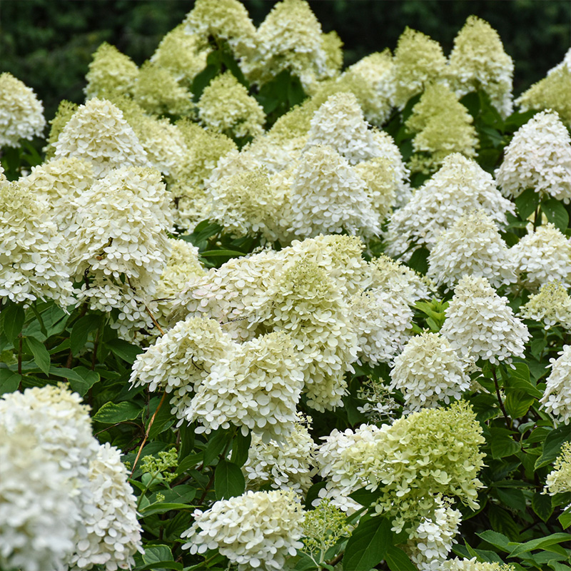 HYDRANGEA PAN 'LIMELIGHT PRIME'