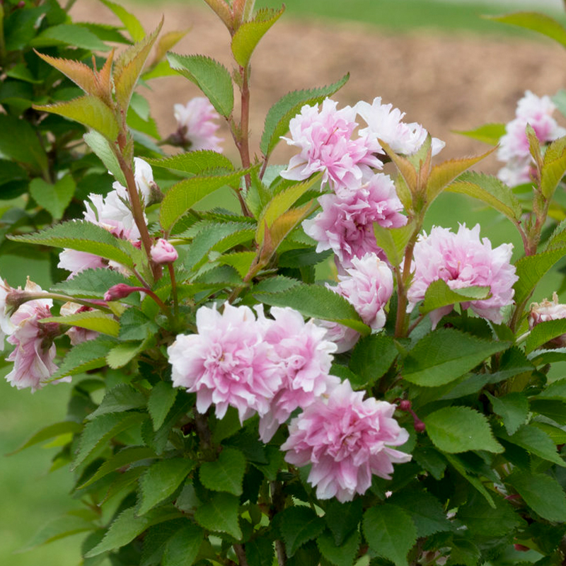 PRUNUS I 'ZUZU' 5G