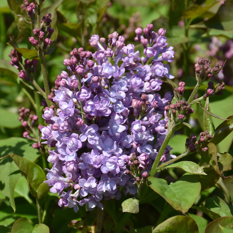 SYRINGA 'SCENTARA DBL BLUE' 5G