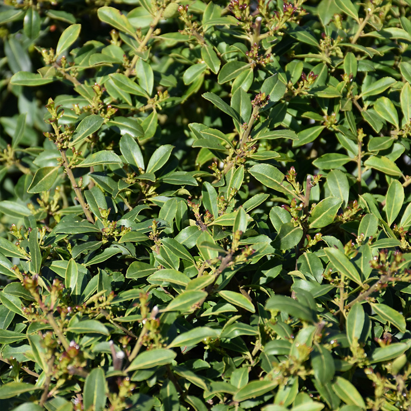 ILEX GLAB 'SQUEEZE BOX' 3G