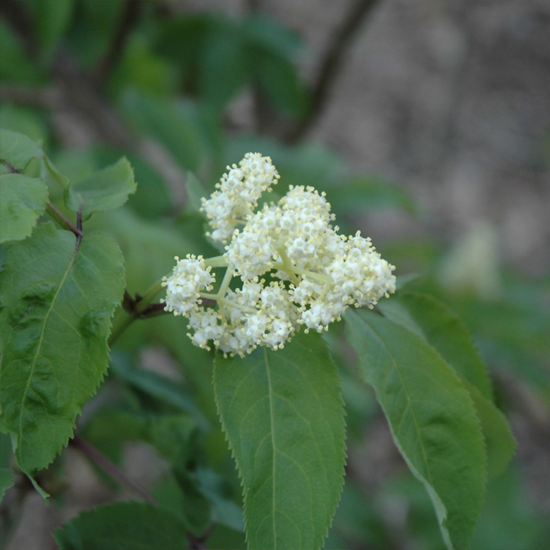 SAMBUCUS CANADENSIS 5G