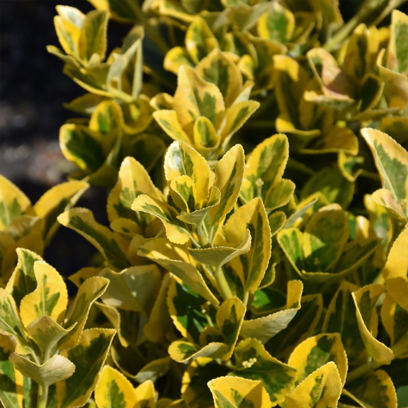 EUONYMUS J 'AUREO MARGINATA' 3G