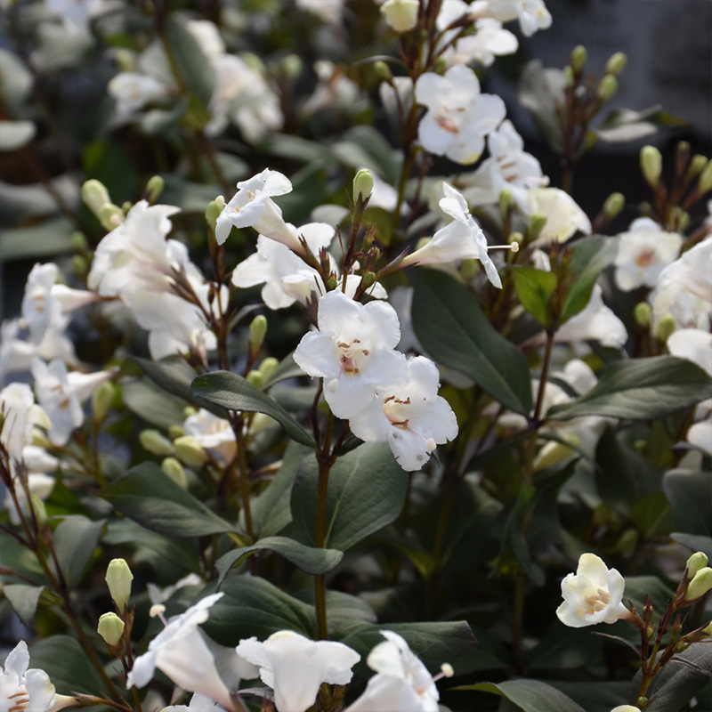 WEIGELA 'WINE & SPIRITS' 3G