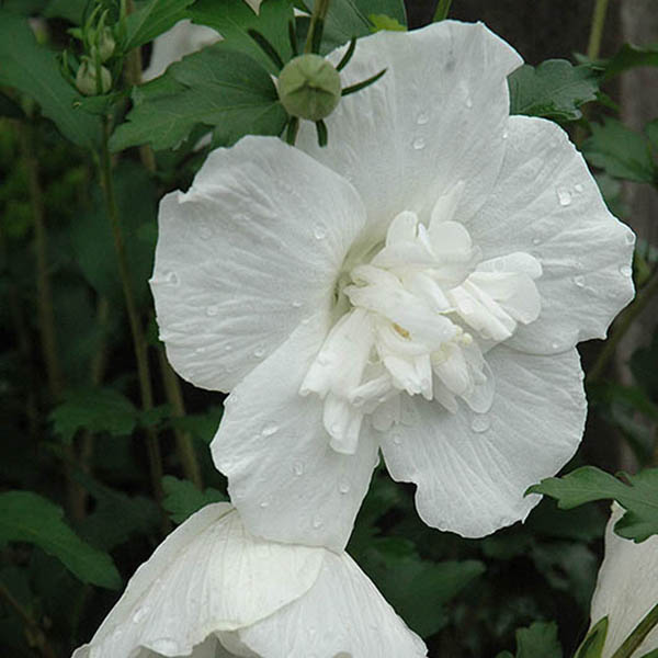 HIBISCUS S 'WHITE CHIFFON' 3G