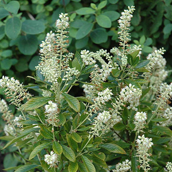 CLETHRA ALN 'HUMMINGBIRD' 3G