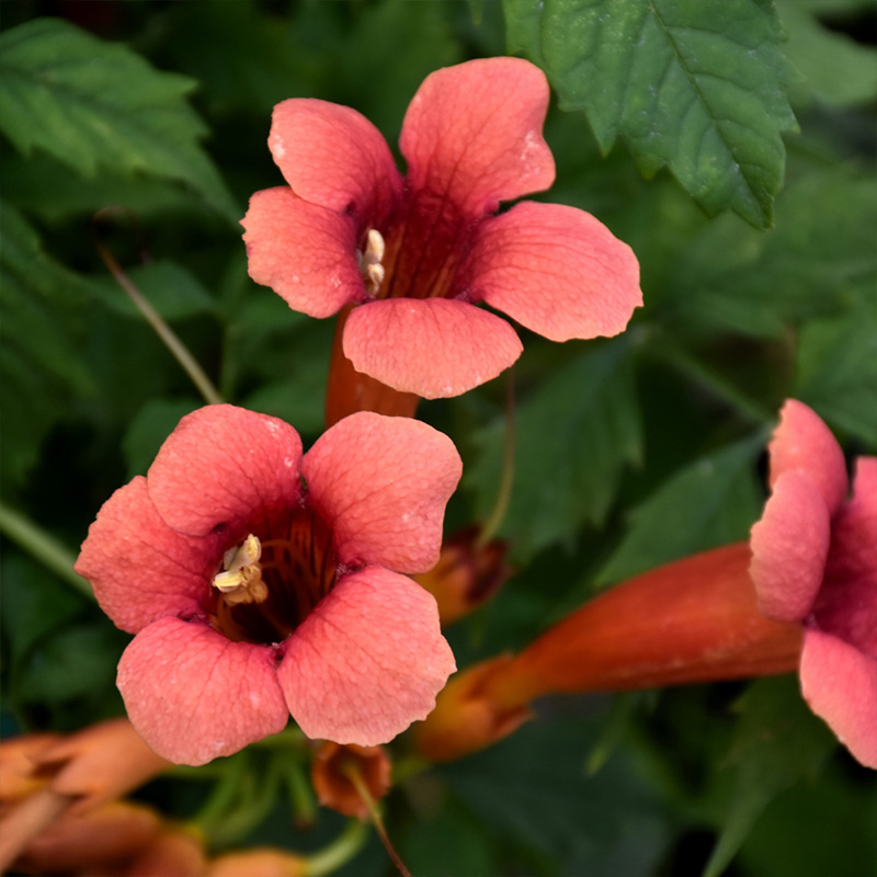CAMPSIS 'FLAMENCO' 3G