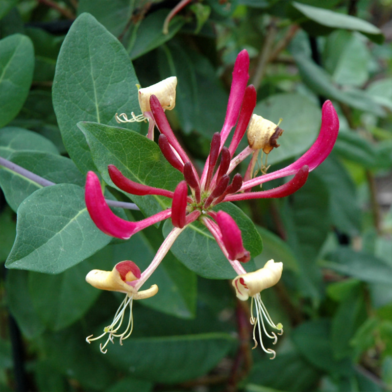 LONICERA 'PEACHES & CREAM' 3G