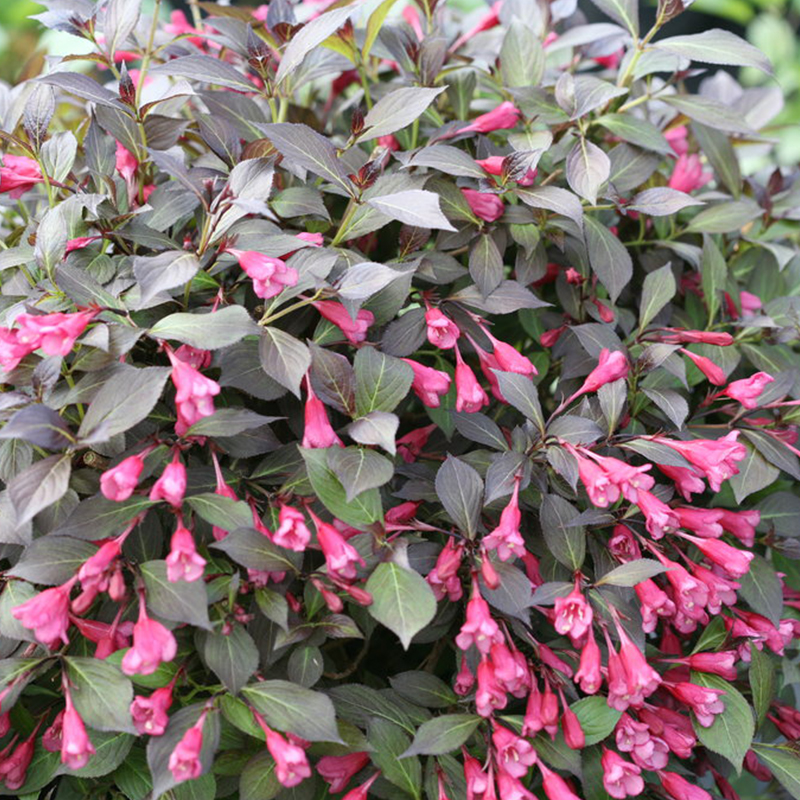 WEIGELA 'MIDNIGHT WINE SHINE' 3G