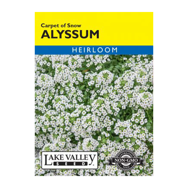 ALYSSUM CARPET OF SNOW HEIRL