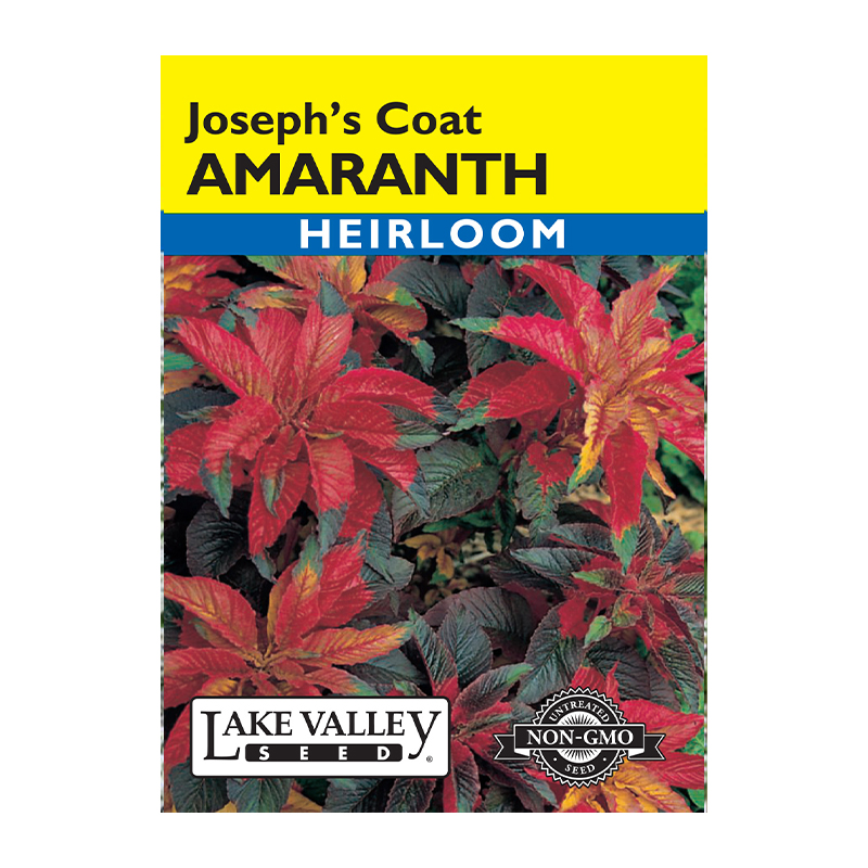 AMARANTHUS JOSEPH'S COAT HEIRL