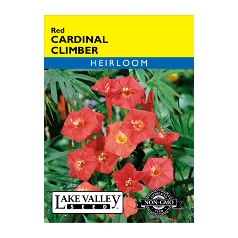 CARDINAL CLIMBER RED HEIRL