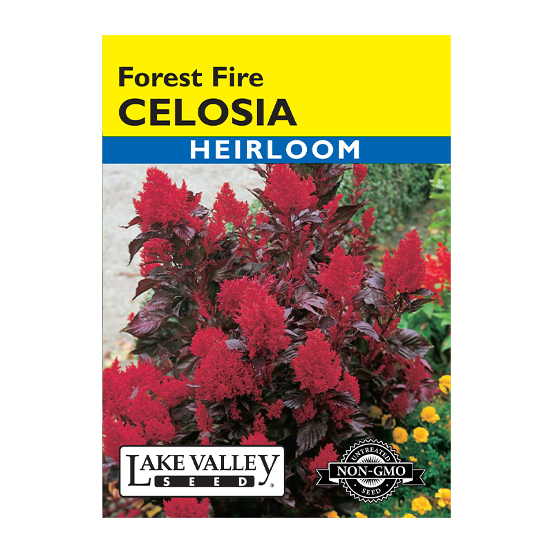 CELOSIA FOREST FIRE HEIRL