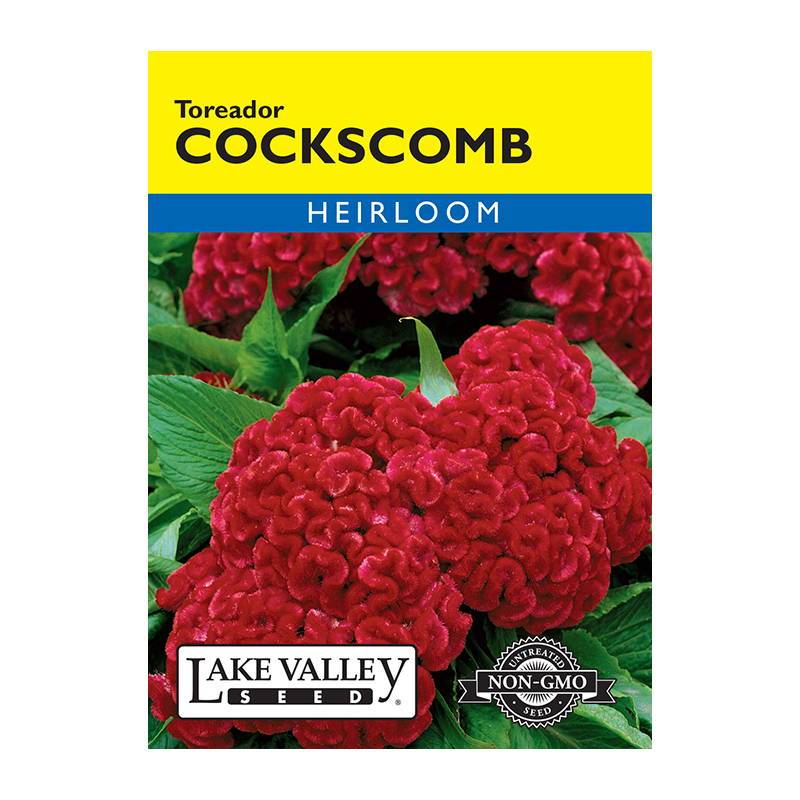 COCKSCOMB TOREADOR HEIRL