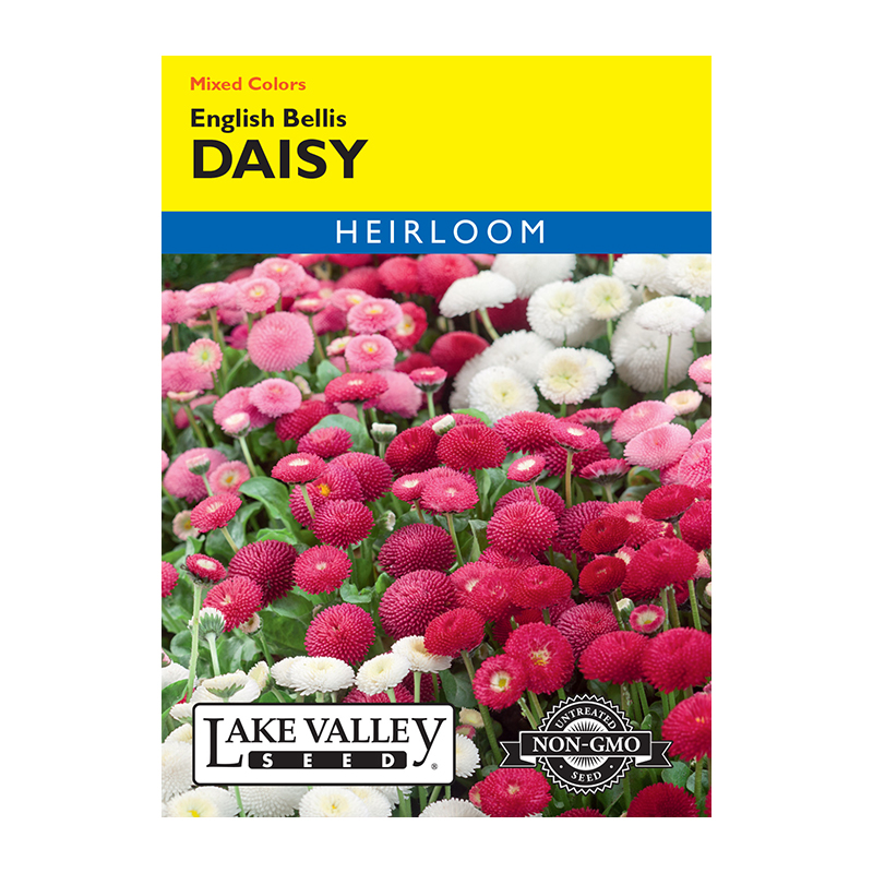 DAISY ENGLISH BELLS MXD C HEIRL