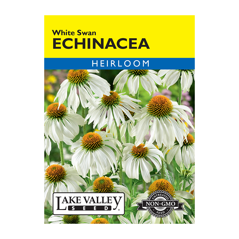 ECHINACEA WHITE SWAN HEIRL