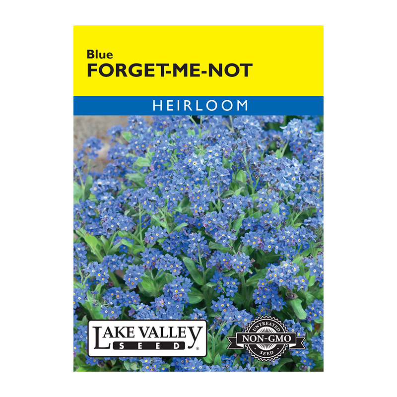 FORGET-ME-NOT BLUE HEIRL