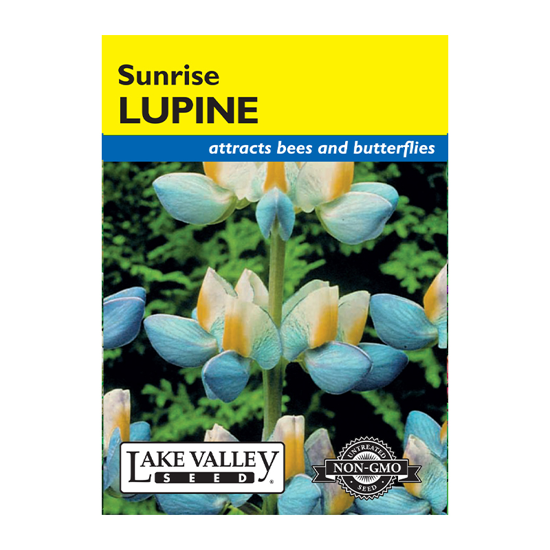 LUPINE SUNRISE