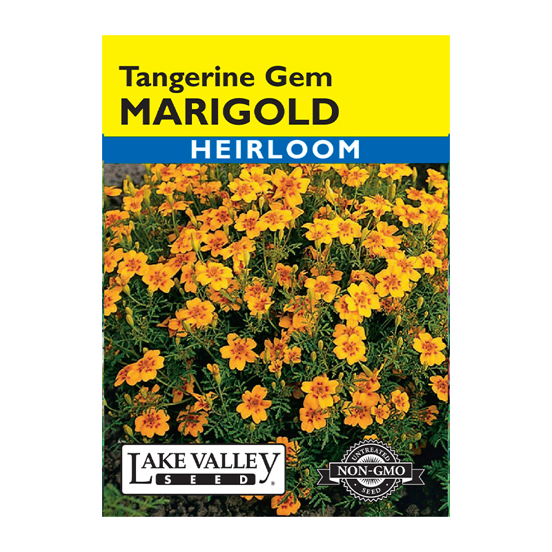 MARIGOLD TANGERINE GEM HEIRL