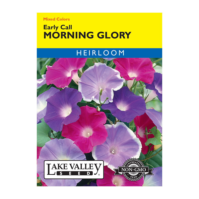 MORN GLORY EARLY CALL MXD HEIRL