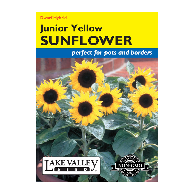 SUNFLOWER JUNIOR YELLOW