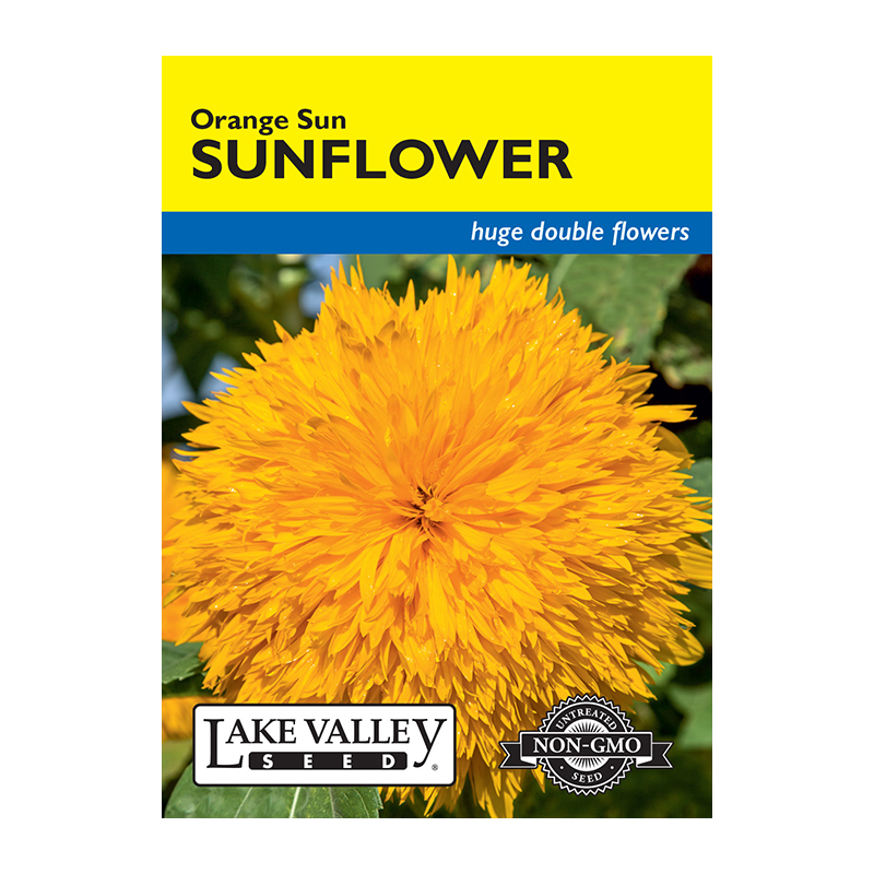 SUNFLOWER ORANGE SUN DOUBLE