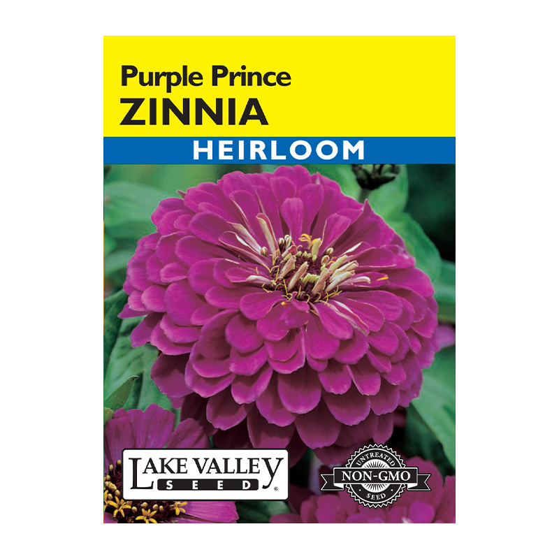 ZINNIA PURPLE PRINCE HEIRL