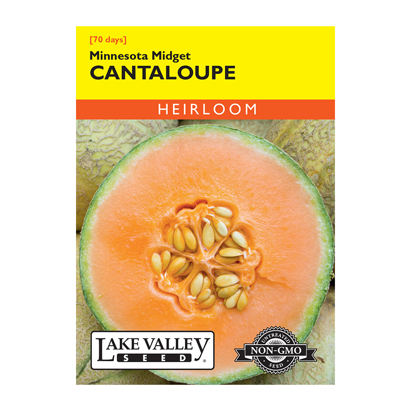 CANTALOUPE MINNESOTA MIDGET HEI