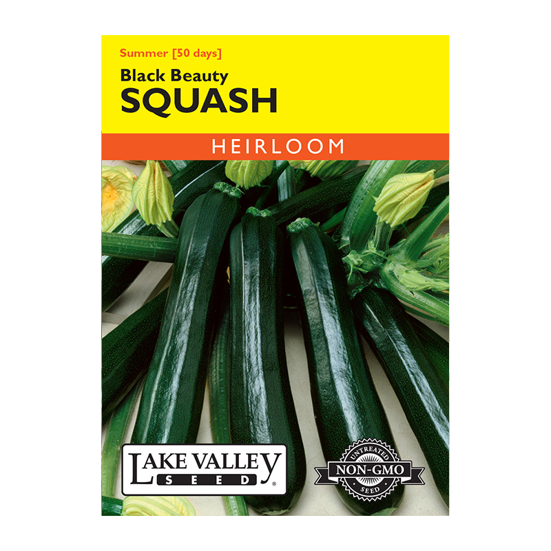 SQUASH SUMMER BLACK BEAUTY HEI