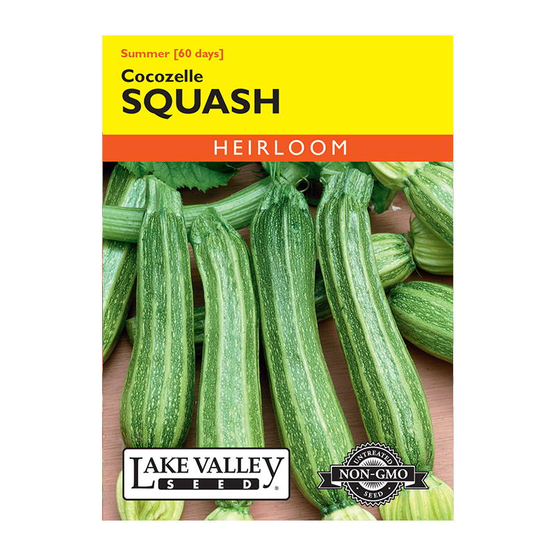 SQUASH SUMMER COCOZELLE HEIRL