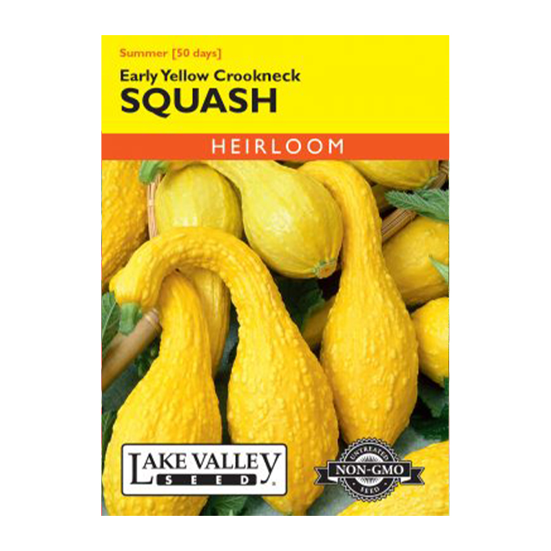 SQUASH SUMMER YELLW CROOKNCK