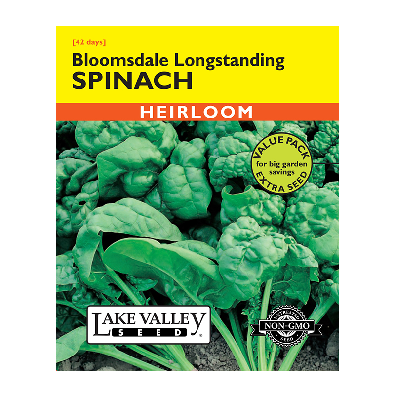 SPINACH BLOOMSDALE LONGSTANDNG