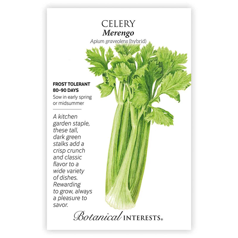CELERY MERENGO HYBRID