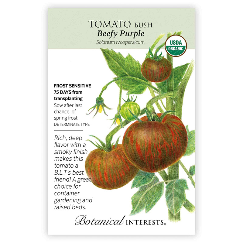 TOMATO BUSH BEEFY PURPLE