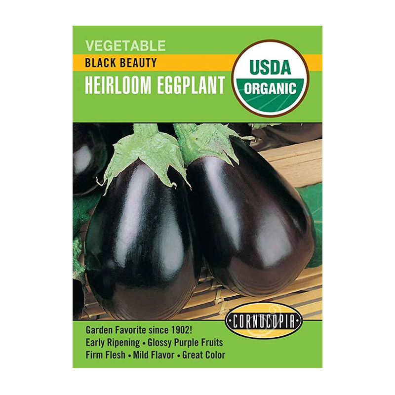 EGGPLANT BLACK BEAUTY ORG