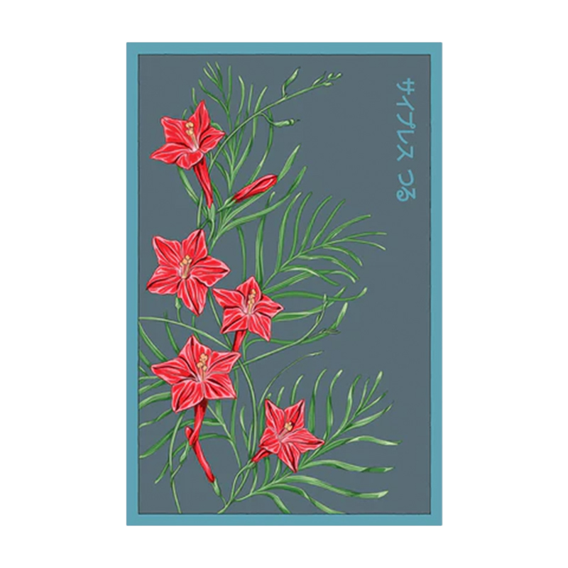 CYPRESSVINE STAR GLORY FLOWER