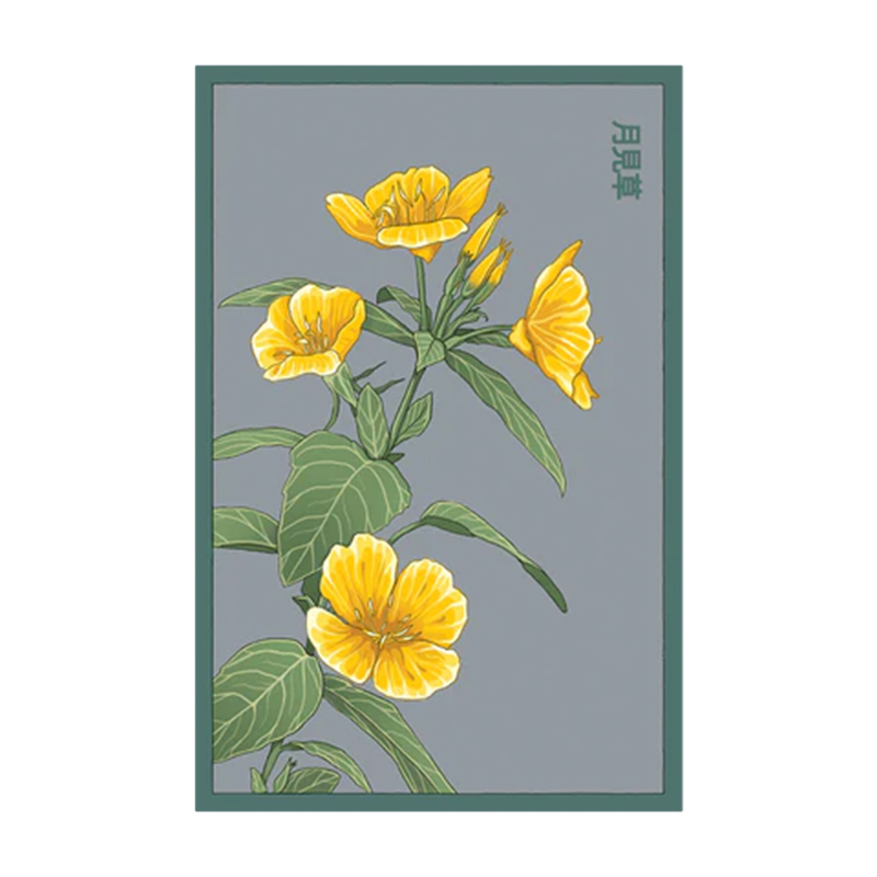 EVENING PRIMROSE FLOWER