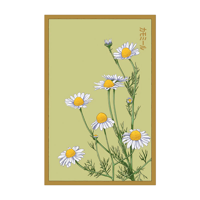CHAMOMILE FLOWER