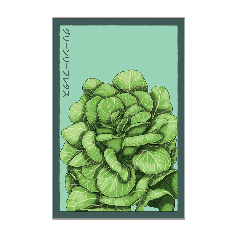 GREEN LEAF LETTUCE VEG