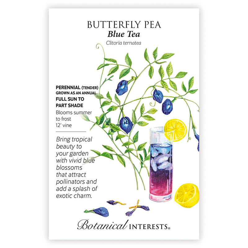 BUTTERFLY PEA BLUE TEA