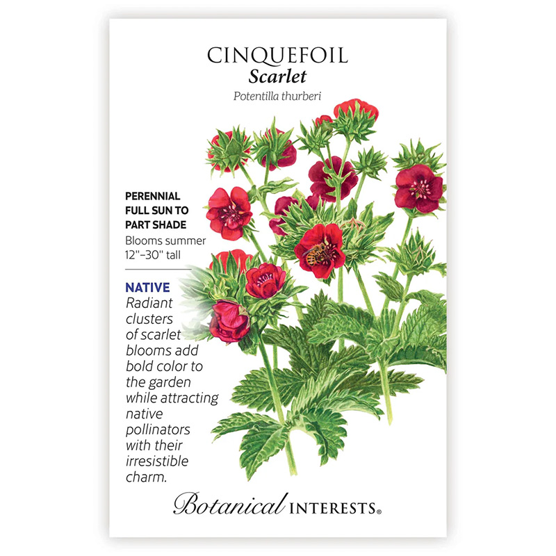 CINQUEFOIL SCARLET