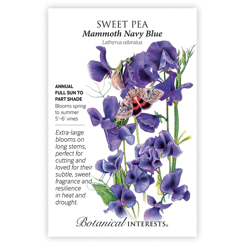 SWEET PEA MAMMOTH NAVY BLUE