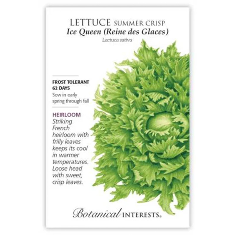 Lettuce Batavia Ice Queen