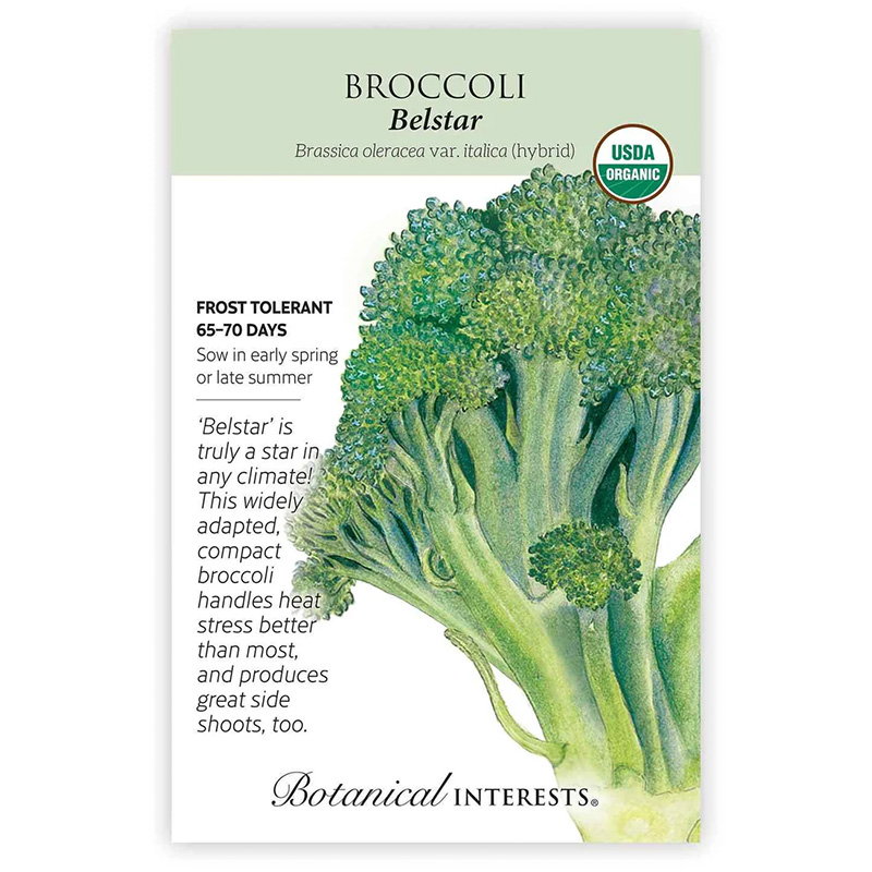 Broccoli belstar hybrid org