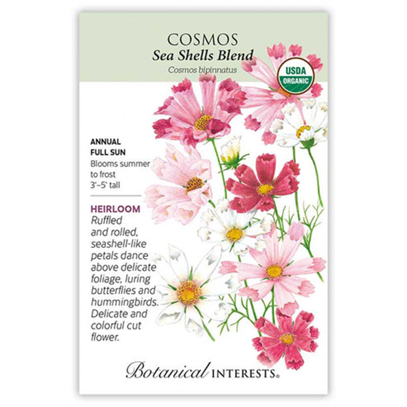 Cosmos Sea Shells Blend Org