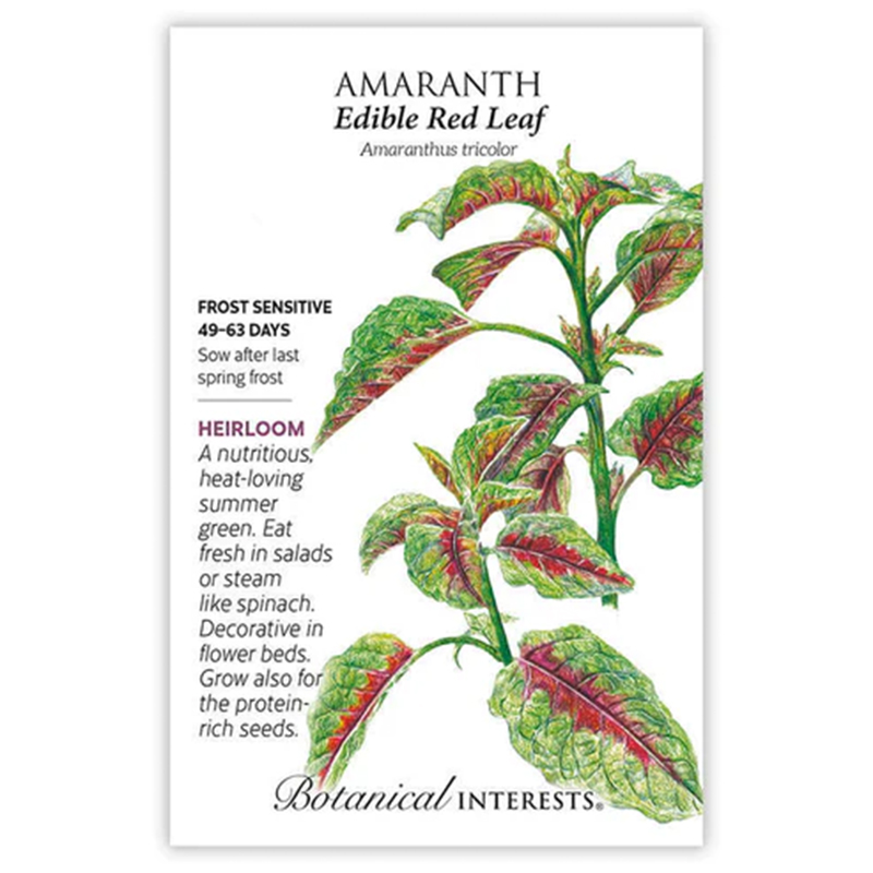 Amaranth Edible Red Leaf