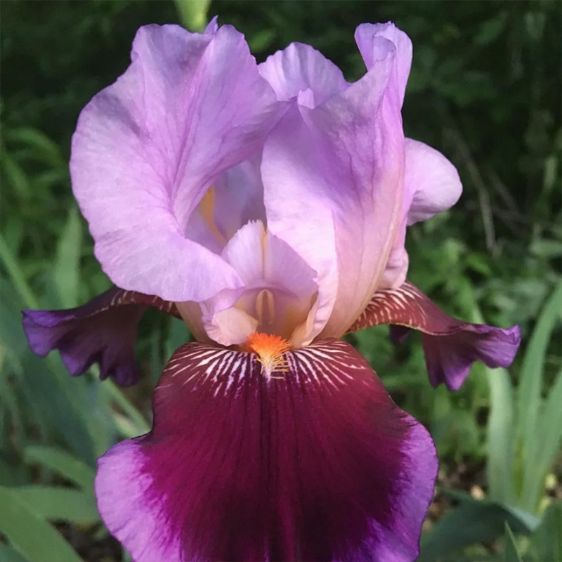 IRIS WINE AND ROSES 3.5"