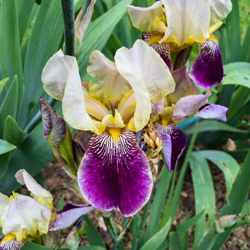 IRIS SALONIQUE 3.5"